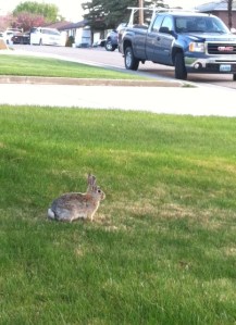 Looks innocent enough.  But there is a fair amount of plotting underneath that calm demeanor.