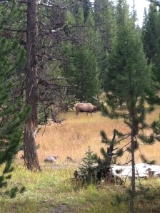 Stupid tree branch in front of its face. This was our welcome at West Thumb Friday.